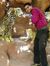 Amrit Y...