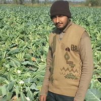 Hammad Khursheed