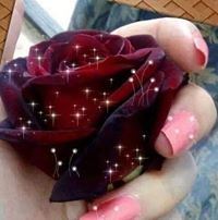 Flower Syr