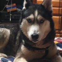 CJ Bear