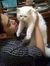 Hafid B...