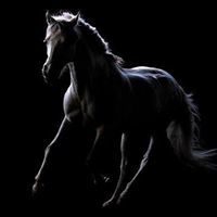 الغريب الزمان