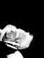 Ghaliah...