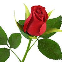Mubashshir Choudhry