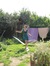 Sofie