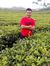 Satria ...
