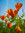 Lillelara | 65 comments