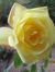 Carol B...