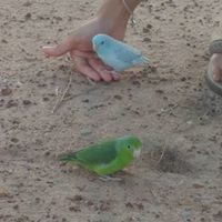 Lirmism Cockroachable