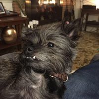 Joyce Phillips Hively