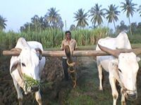 Venkata Kanda
