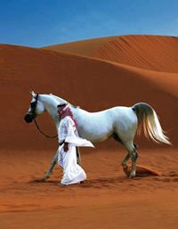 عبدالله النبهان