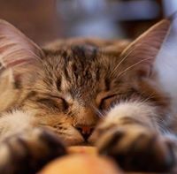 تقي بن طاهر