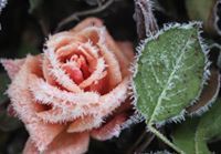 Теодора Таскова