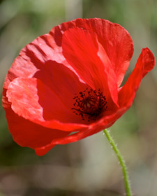 أيوب السختياني