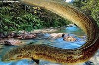 Eel Javanices