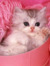 Khushi M