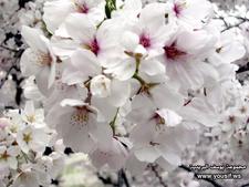 سماح  الجلوي