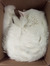 demeter