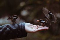 سارة الخالدي