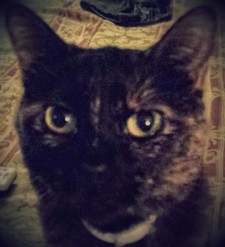 Lavenderqueenkgmail.Com