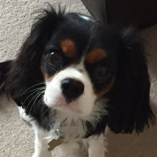 Gemma (Passion for Novels)