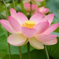 Hương Tình