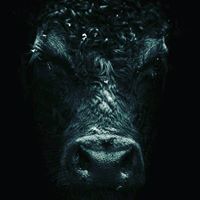 Stefan Terzic Radulovic