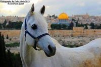 فاطمة كتانة