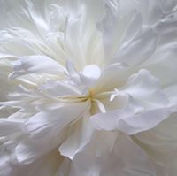 Charlotte Terwilliger Terwilliger 