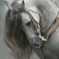 Ahmed Mayar