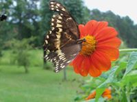 sherry havard