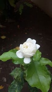 Sri Kalyani