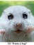 Hamsterking