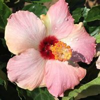 Sue Austin Schultz