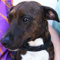 Merysa O'Malley-Local