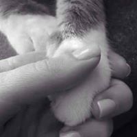 Siḽḛṇṭ ɱoőḏ