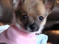 Sofi Boo