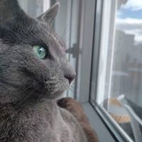 Henrietta7624 Wimmer Holló