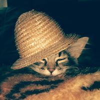 Joanne