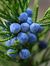 Juniper...