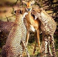 ÁBêêř Âĺ-Hmøūđ