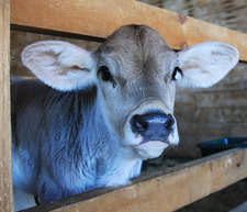 Corby Rock_Calf Range