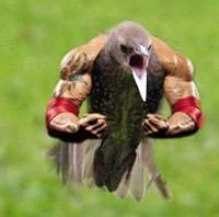 Davis Williamson III