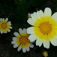 لجين عبد الرحمن