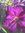 Laura Bee