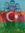 Azik Sh...