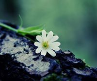 Nomin-Erdene Erdenebileg