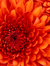 Alarice