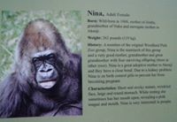 Нина Абрамишвили